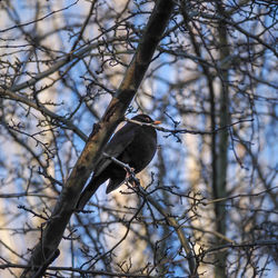 Low angle view of bird perching on tree