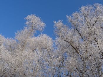 Low angle view of trees against clear sky