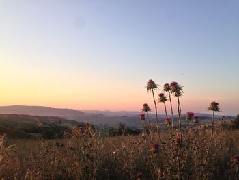 Scenic view of grassy field against clear sky during sunset