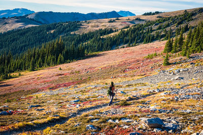 Hiker crossing a red and gold colored meadow in the mountains of olympic national park