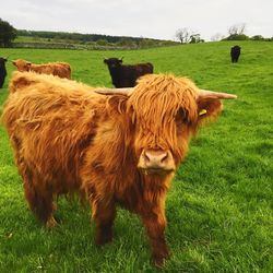 Cows grazing on grassy field