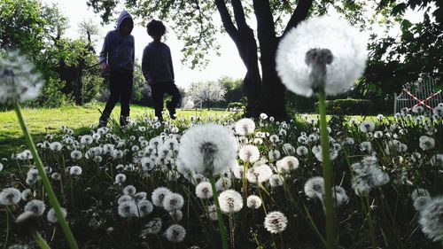 Rear view of people standing by flowering plants