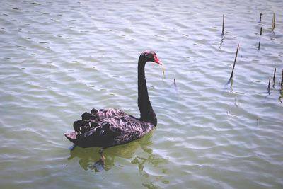 Close-up of swan swimming in lake