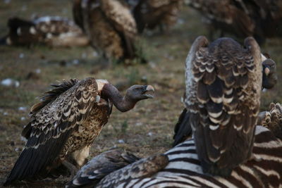 Close-up of birds perching on land