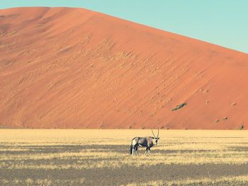 Oryx standing in desert