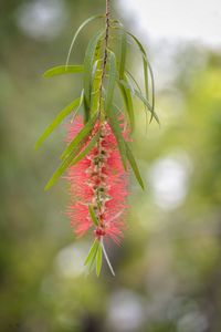 Close-up of red flowering plant