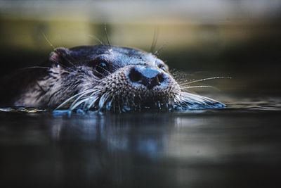 Close-up of otter in pond