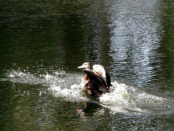 View of duck swimming in lake