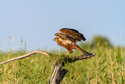 Low angle view of bird perching on tree