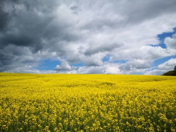 Scenic view of oilseed rape field against cloudy sky