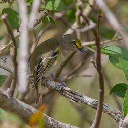 Close-up of a bird perching on branch