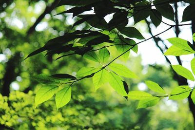 Close-up of leaves