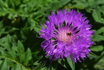 Close-up of pink flowers