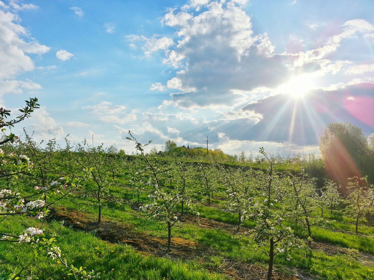 sun, sunbeam, sunlight, growth, field, sky, grass, lens flare, beauty in nature, plant, nature, tranquility, landscape, tranquil scene, green color, scenics, sunny, rural scene, grassy, bright