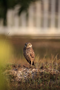 Adult burrowing owl athene cunicularia perched outside its burrow on marco island, florida