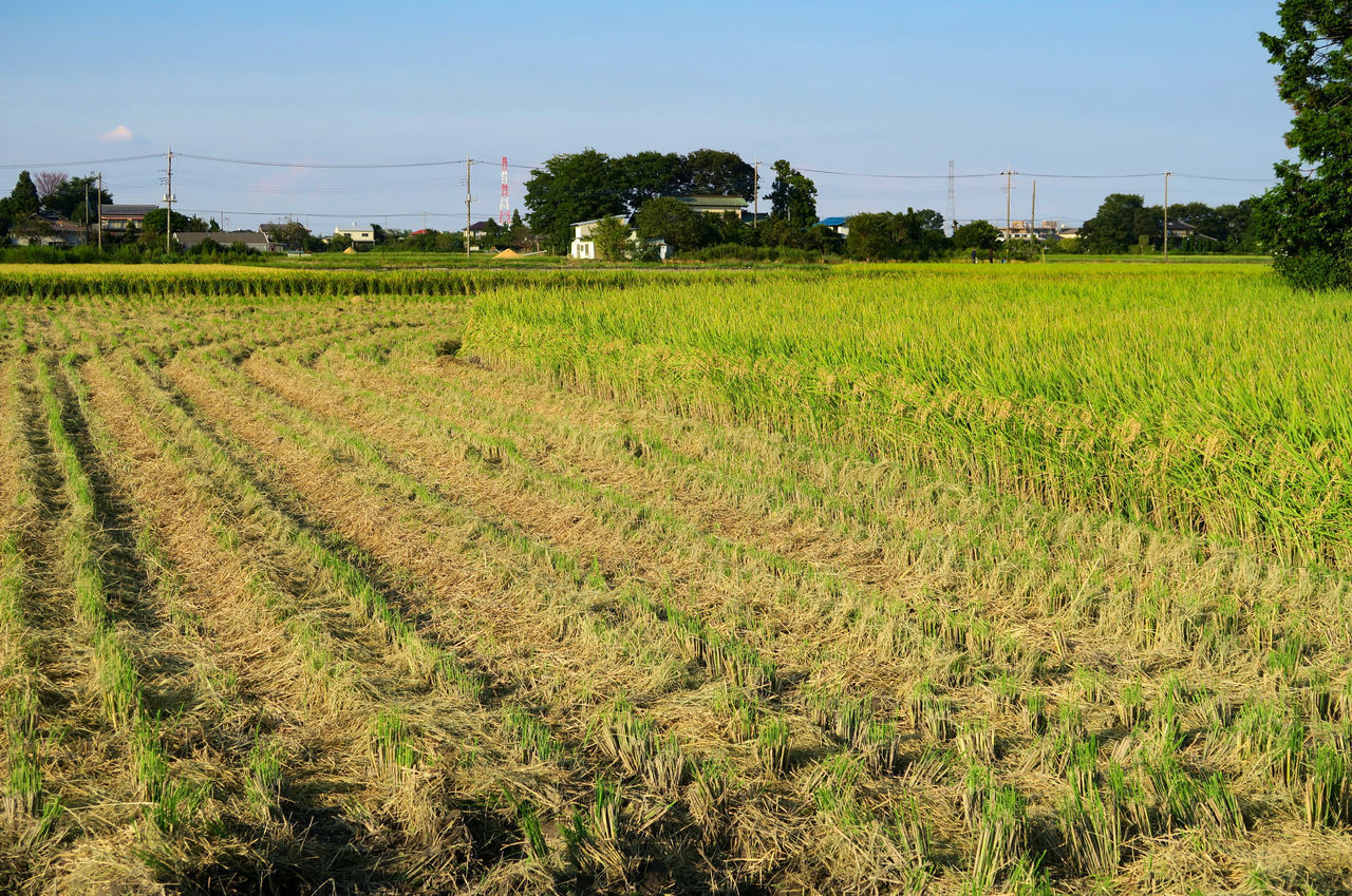 SCENIC VIEW OF AGRICULTURAL FIELD