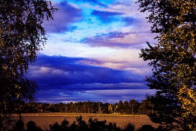 Low angle view of trees against sky