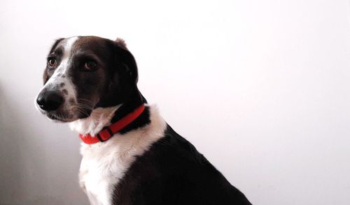 Close-up of dog looking away over white background