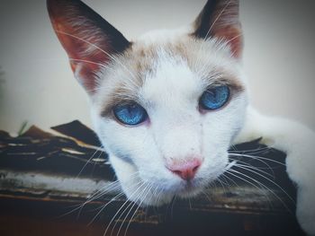 Close-up portrait of cat