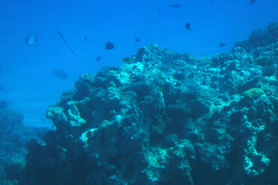 View of fish underwater