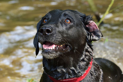 Portrait of a wet black labrador retriever with an inside out ear