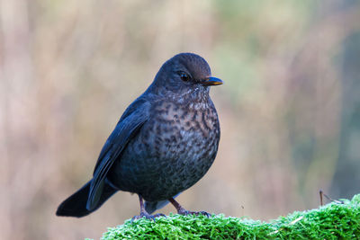 Close-up of bird perching on plant