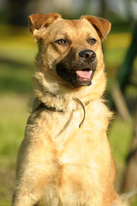 Close-up of dog looking away