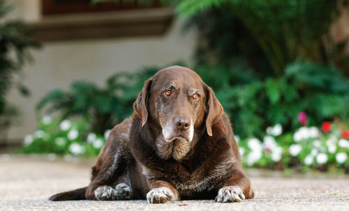 Portrait of dog sitting outdoors