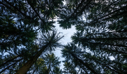 Low angle view of pine trees