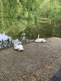 Swans on a lake