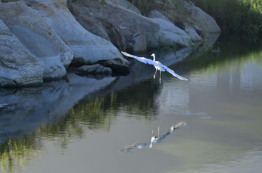 bird, animal themes, animals in the wild, water, wildlife, lake, waterfront, swimming, nature, reflection, flying, beauty in nature, two animals, spread wings, one animal, swan, medium group of animals, rippled, water bird, outdoors