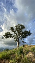 Tree on field against sky