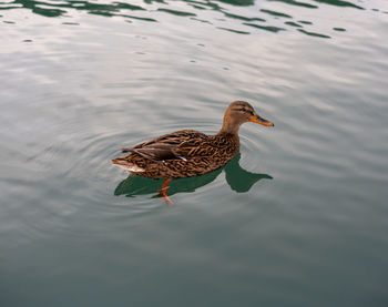 Female mallard duck swimming on water