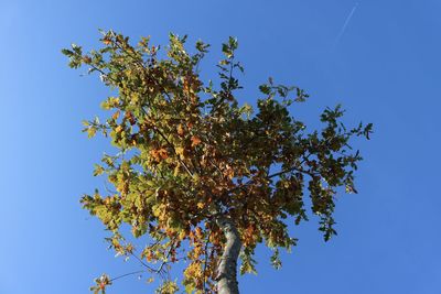 Low angle view of flowering plant against clear blue sky