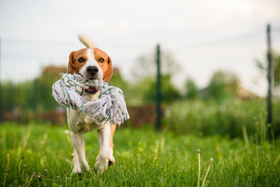 Portrait of dog on field running towards camera