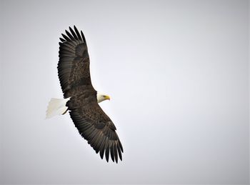 Low angle view of eagle flying against clear sky