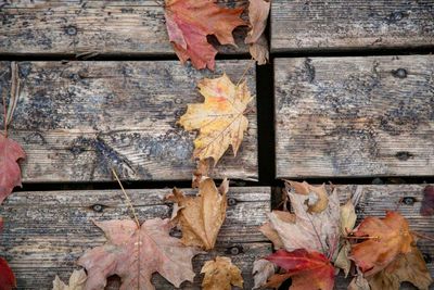 Close-up of maple leaves fallen on tree in forest