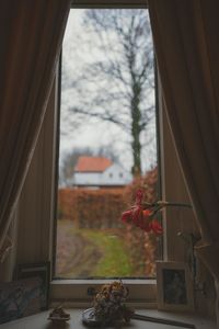 Potted plant by window