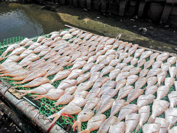 High angle view of fish for sale at market