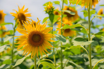 Close-up of yellow flowering plant