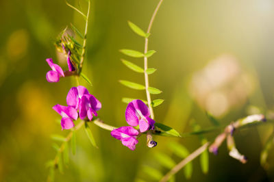 Close-up of insect on purple flowers