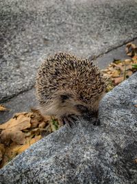 High angle view of hedgehog on rock