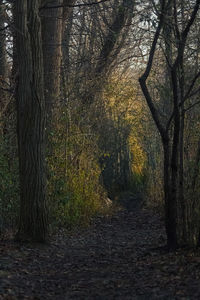 Trees in forest during autumn