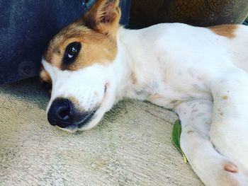 Close-up portrait of dog