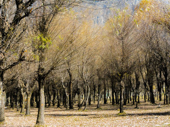 Panoramic view of trees in forest