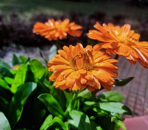 Close-up of orange flowering plant