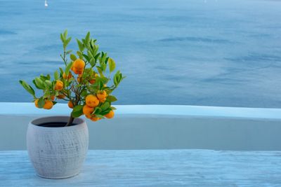 Close-up of flower vase on table by sea