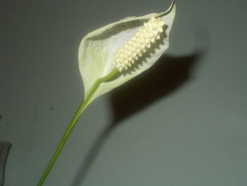 Close-up of white flower