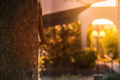 Side view of a squirrel on tree trunk