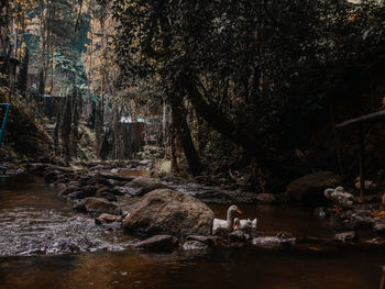 Scenic view of river amidst trees